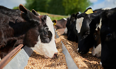 Кормовые добавки (Feed additives)