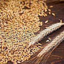Barley (Ячмень)
